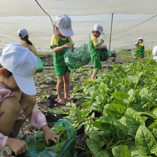 Bé trải nghiệm thu hoạch vườn rau