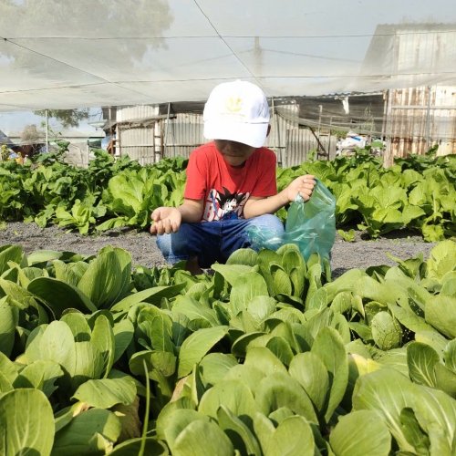 Bé trải nghiệm thu hoạch vườn rau