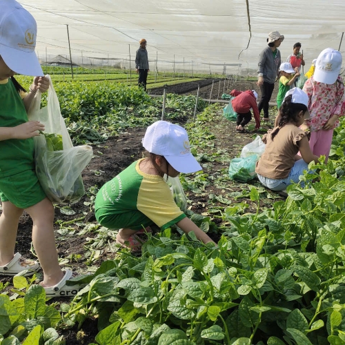 Bé trải nghiệm thu hoạch vườn rau
