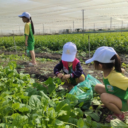 Bé trải nghiệm thu hoạch vườn rau