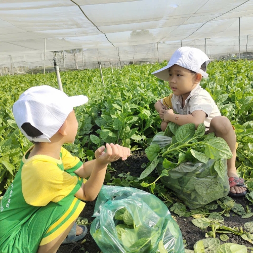 Bé trải nghiệm thu hoạch vườn rau