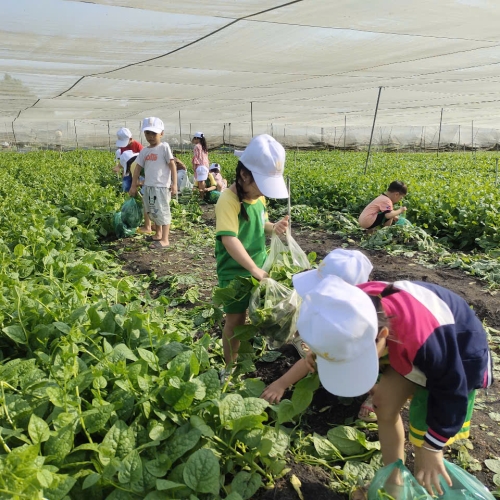 Bé trải nghiệm thu hoạch vườn rau