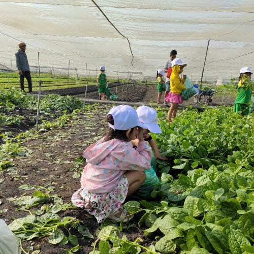 Bé trải nghiệm thu hoạch vườn rau