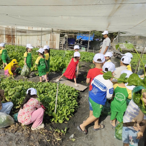 Bé trải nghiệm thu hoạch vườn rau