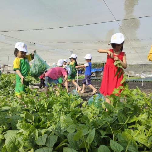 Bé trải nghiệm thu hoạch vườn rau