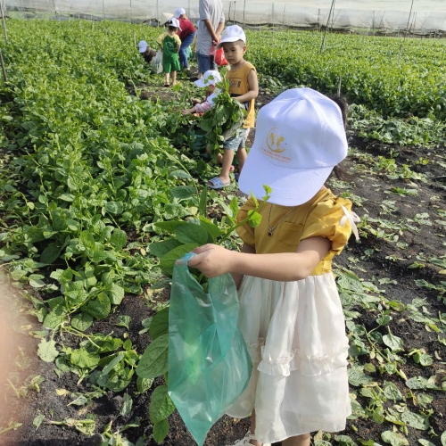 Bé trải nghiệm thu hoạch vườn rau
