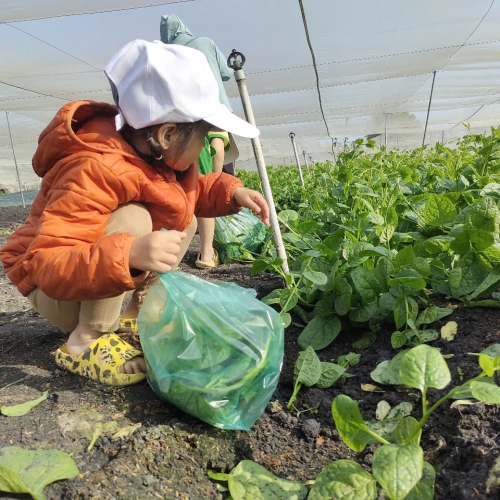 Bé trải nghiệm thu hoạch vườn rau