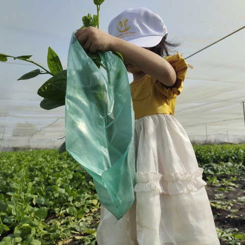 Bé trải nghiệm thu hoạch vườn rau