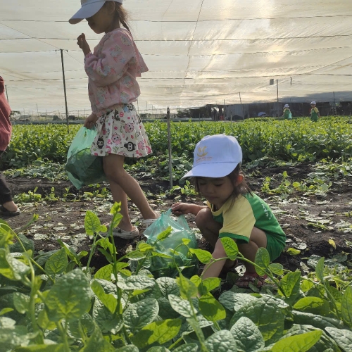 Bé trải nghiệm thu hoạch vườn rau