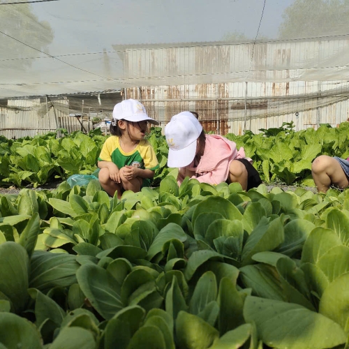 Bé trải nghiệm thu hoạch vườn rau