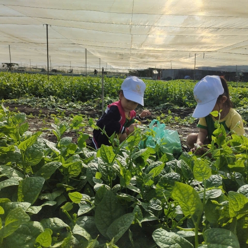 Bé trải nghiệm thu hoạch vườn rau