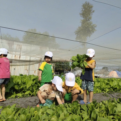 Bé trải nghiệm thu hoạch vườn rau