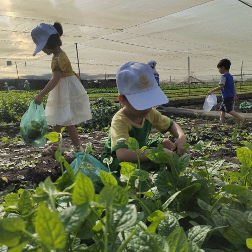 Bé trải nghiệm thu hoạch vườn rau