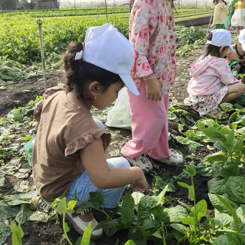 Bé trải nghiệm thu hoạch vườn rau